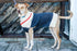 Ready to Roam Dog Sweater Crochet Pattern